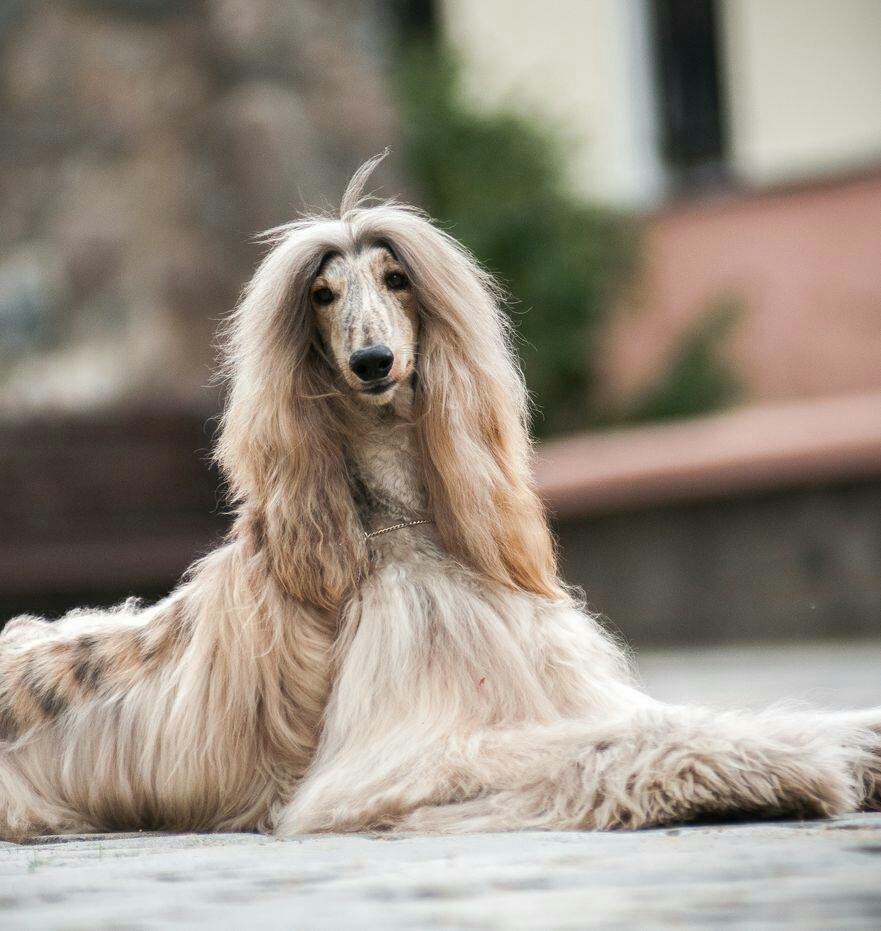 Found beauty here! - Dog, beauty, Longpost