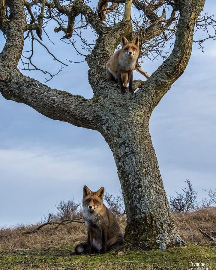 лиса на дереве. лисы лазают по деревьям. лиса лезет. лиса лазает по деревьям. лиса спускается.