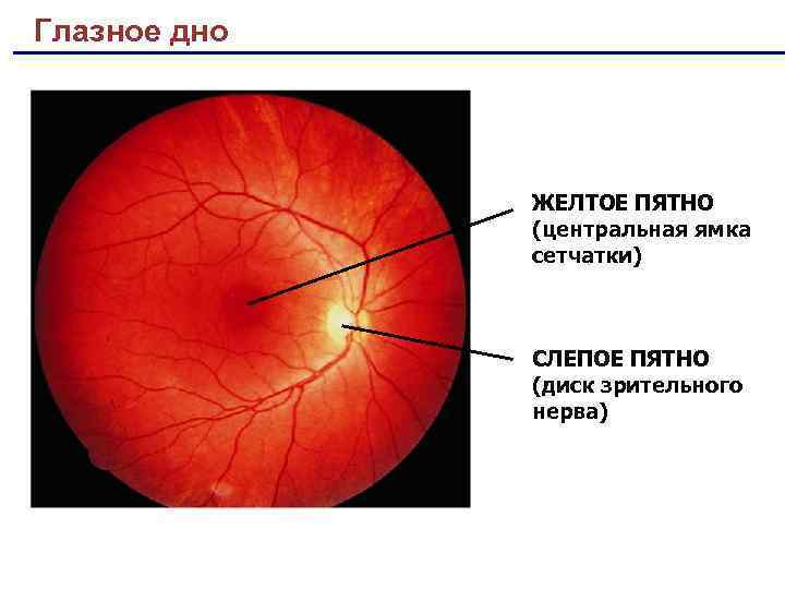 Riddle of the eye - My, Mystery, Eyes, Ophthalmology, Anatomy, Longpost