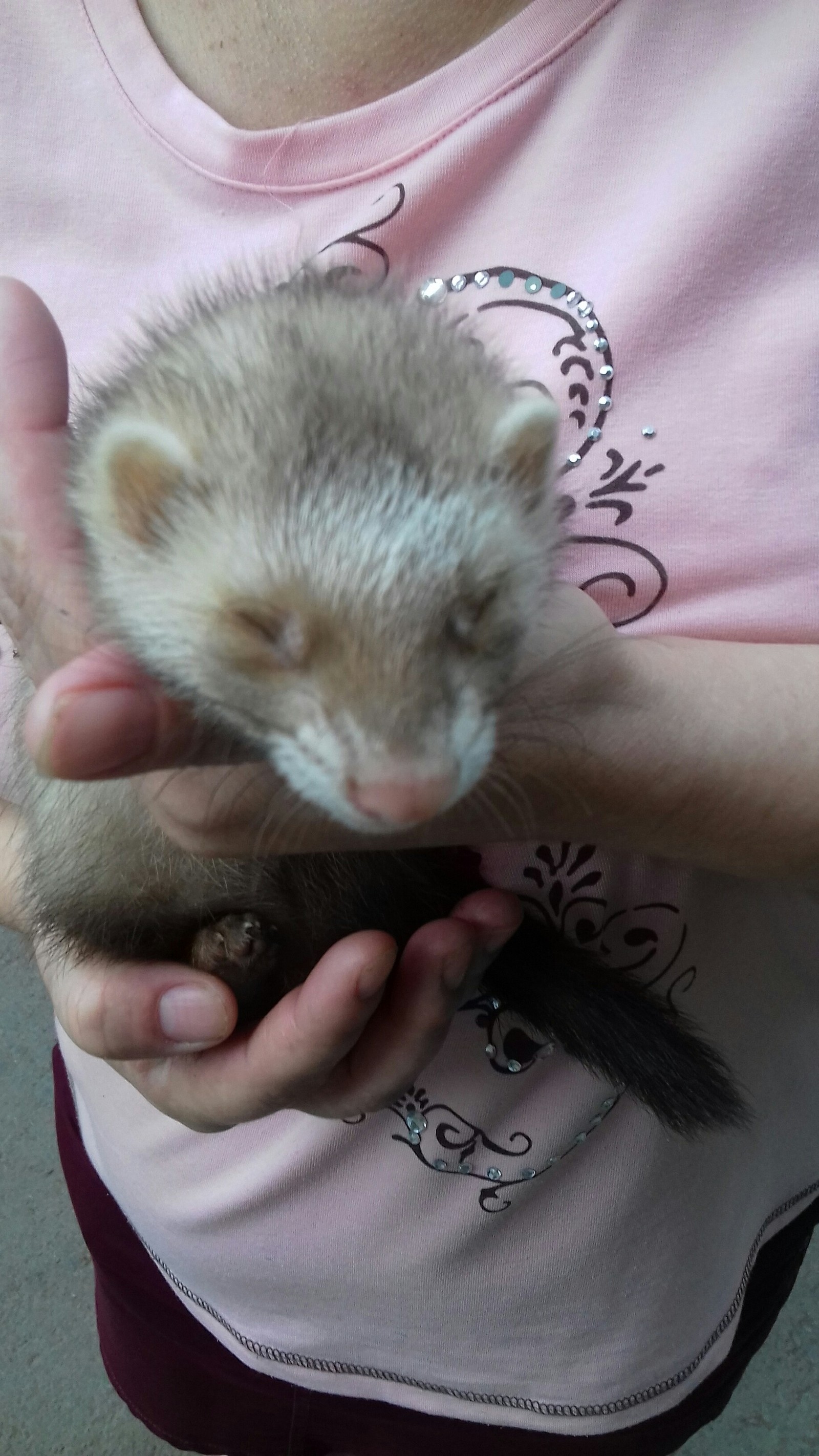 We found a ferret [not relevant] - Pets, Lost, Help me find, Ferret, Ufa, In good hands