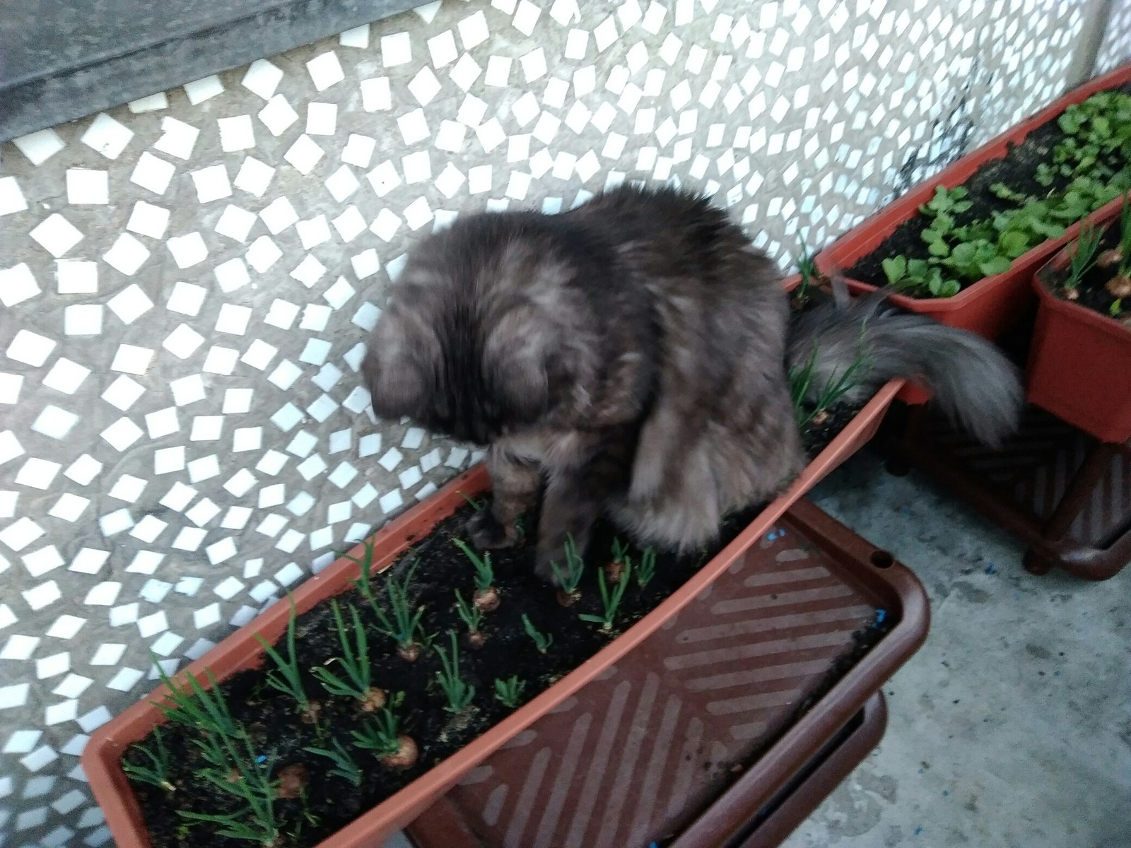 This year I planted dill and onion on the balcony and this is what I have grown: - My, Catomafia, Funny, Market gardener, Longpost, cat