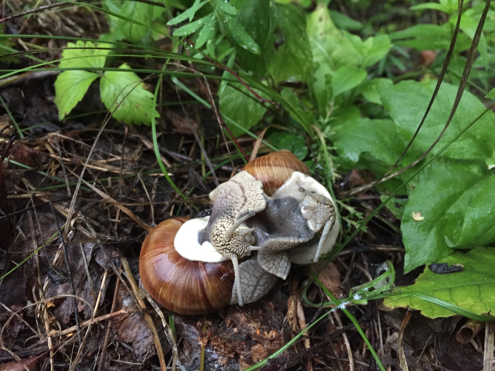 Pass by, there are snails... kissing! - NSFW, My, Snail, Romance, Oka