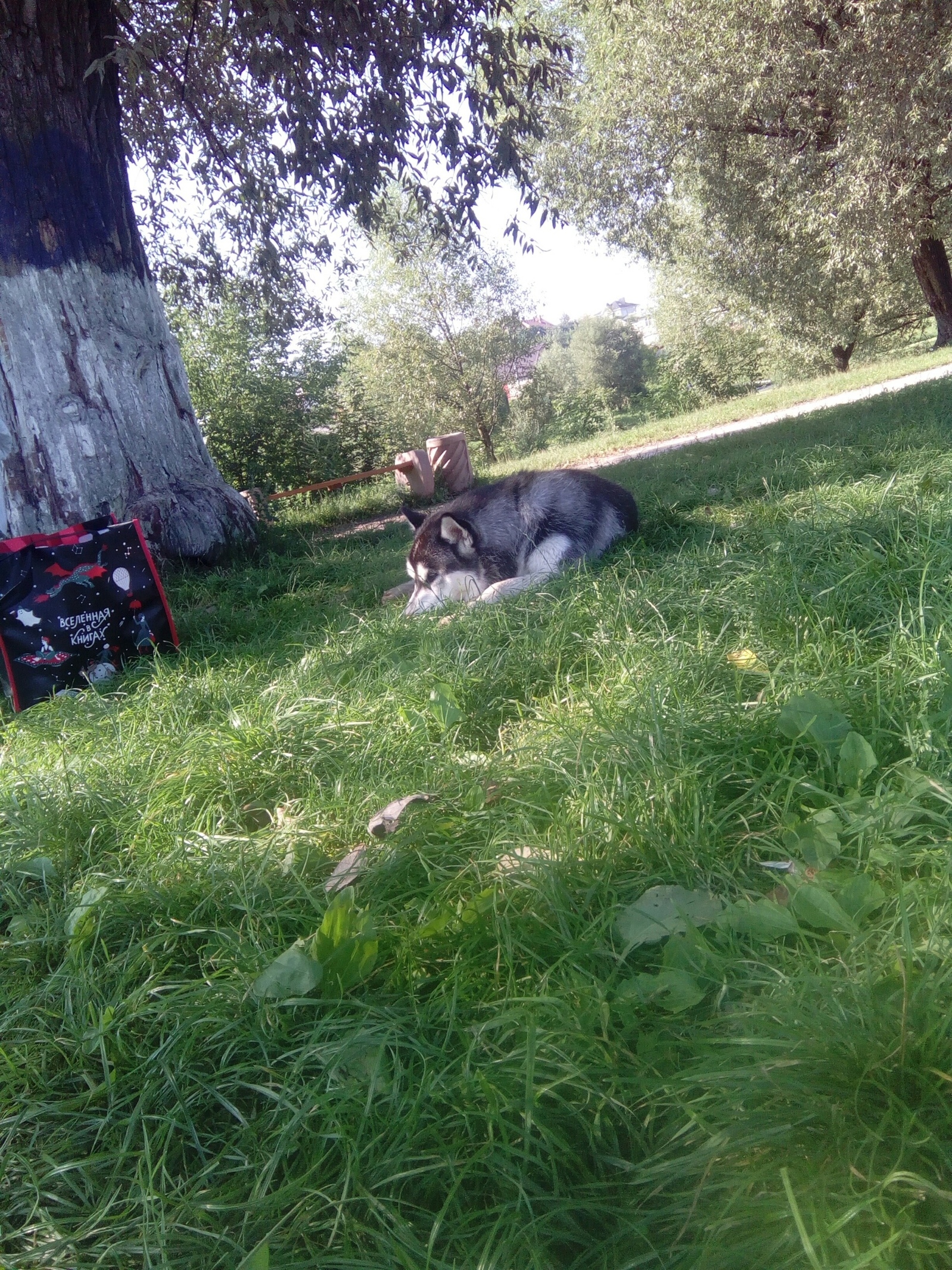 Found a husky. Dubrovitsy, Podolsk. - My, Podolsk, Klimovsk, Chekhov, Found a dog, Husky, The dog is missing, No rating, Longpost