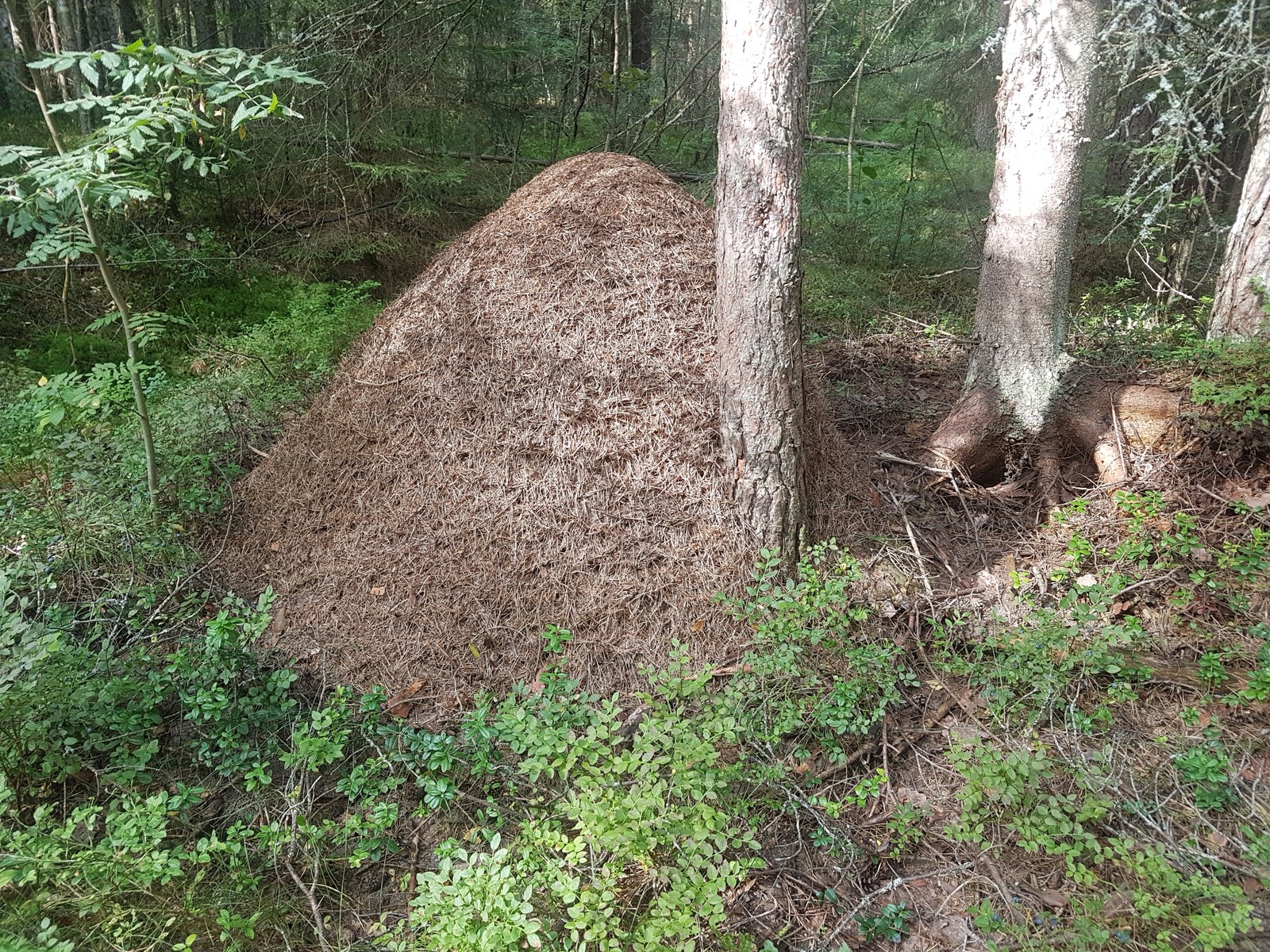 In search of mushrooms - My, Leningrad region, Mushrooms, Forest, Berries, Longpost