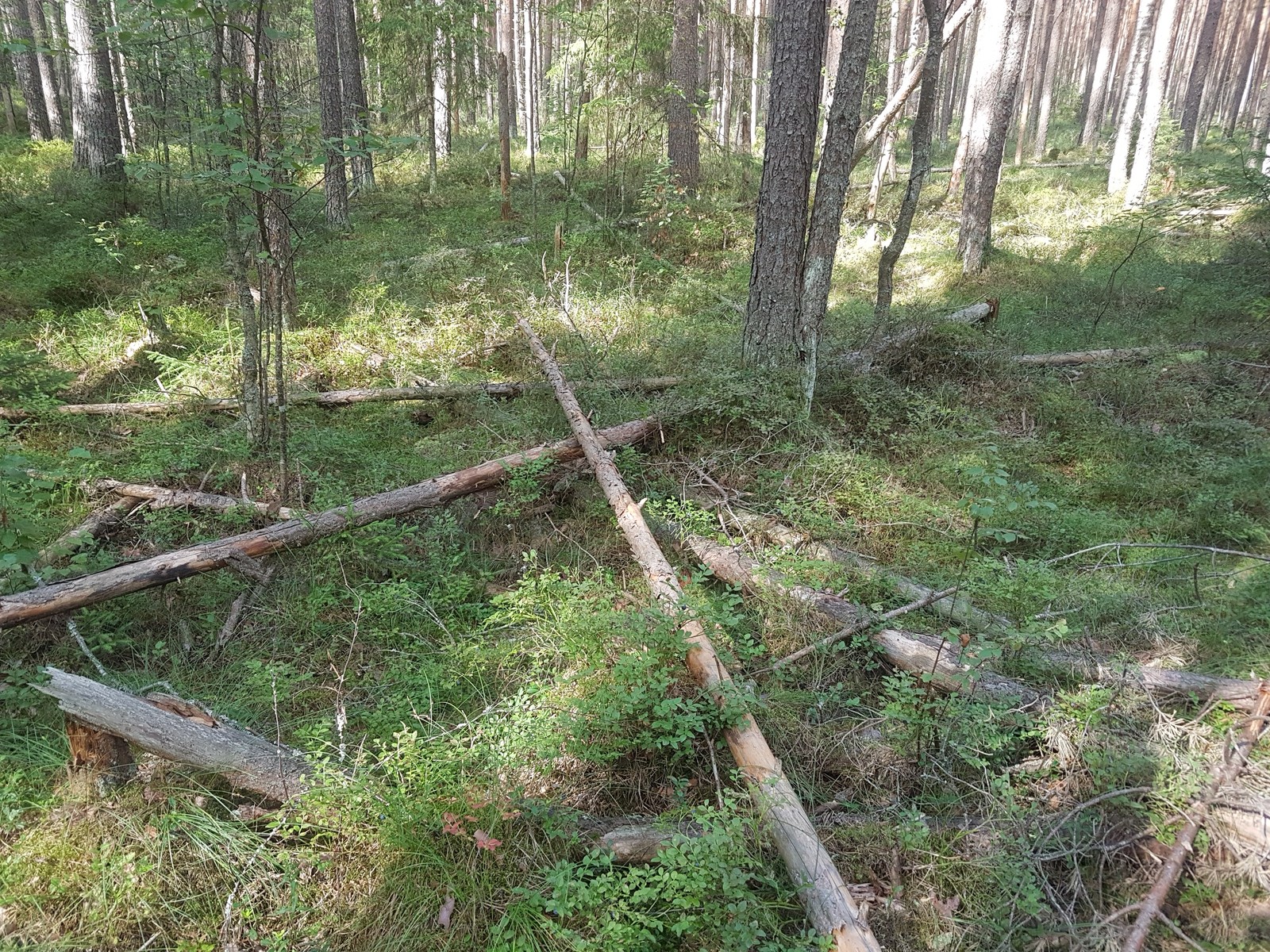 In search of mushrooms - My, Leningrad region, Mushrooms, Forest, Berries, Longpost