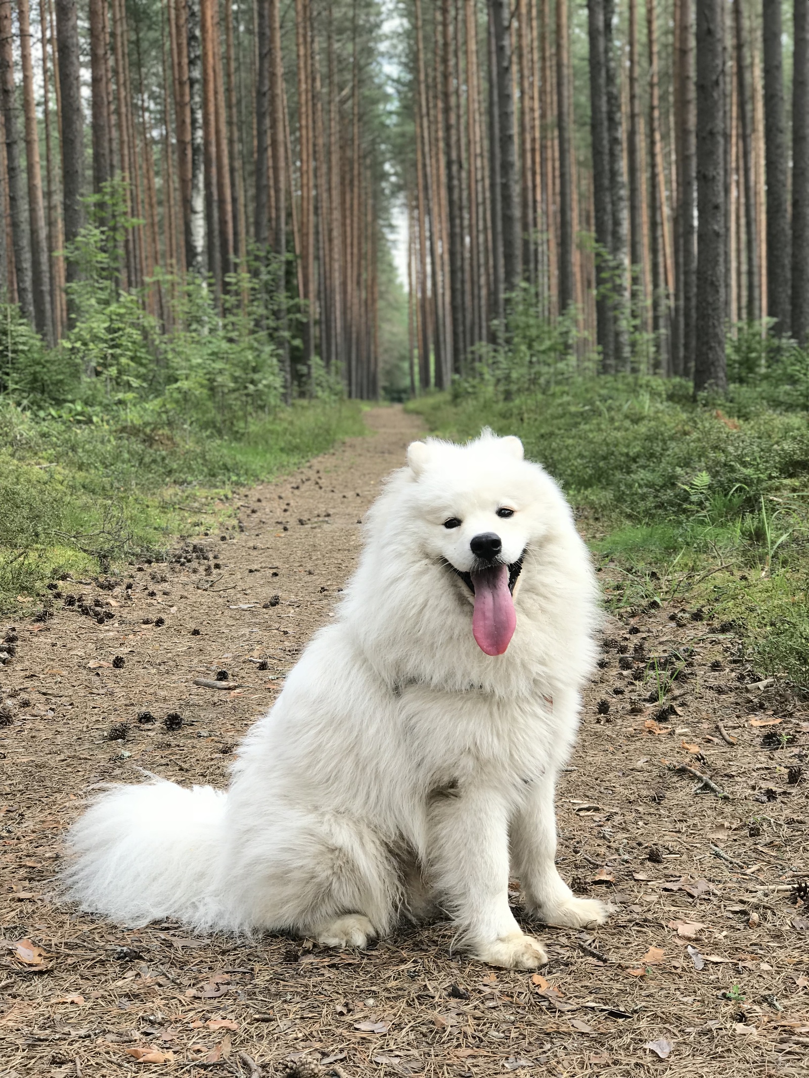 Mushroom dog - My, Mushrooms, Dog, Question, Longpost