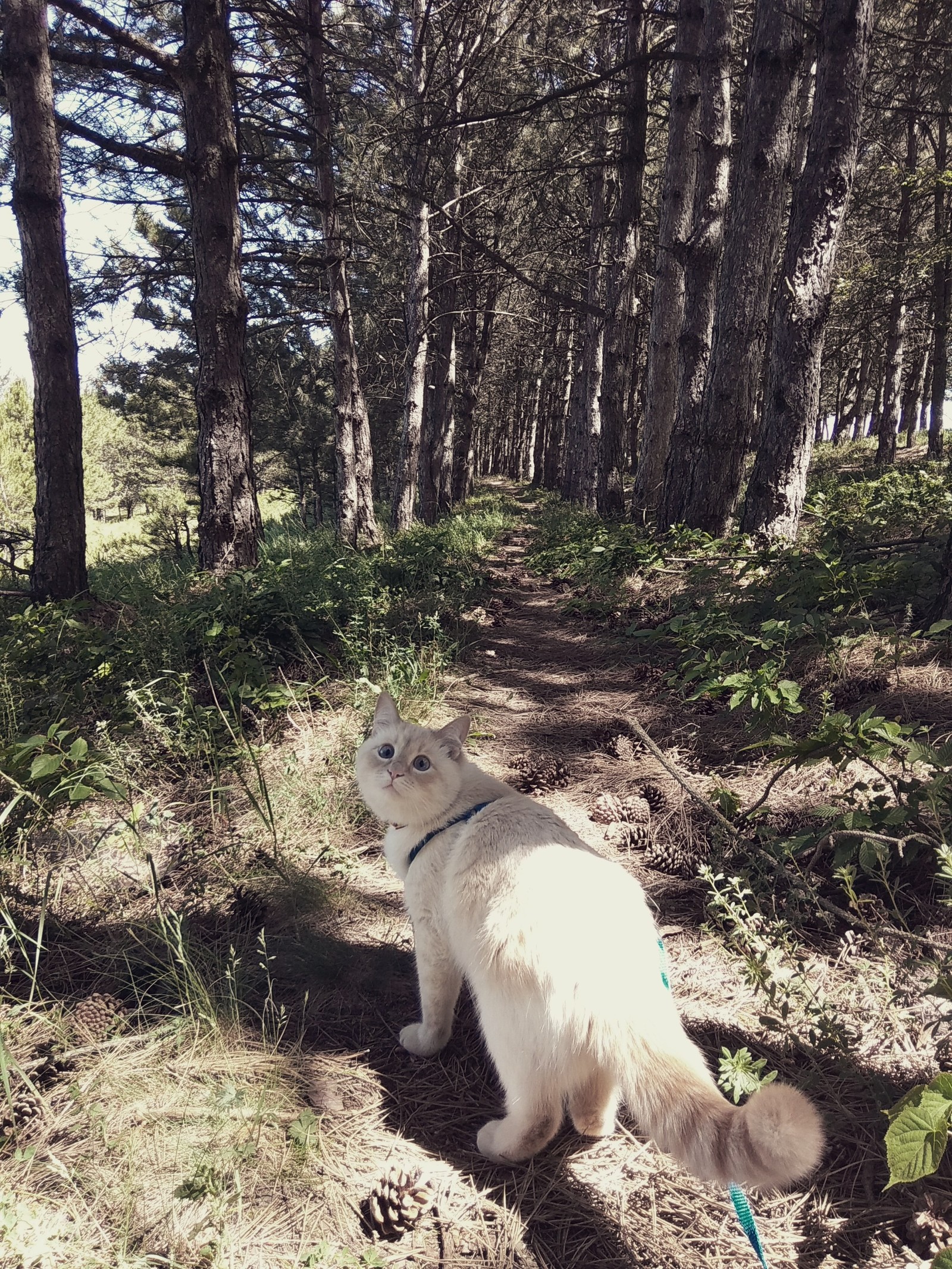 Well...let's go? - My, cat, Forest, Walk, Catomafia, The photo, Animals