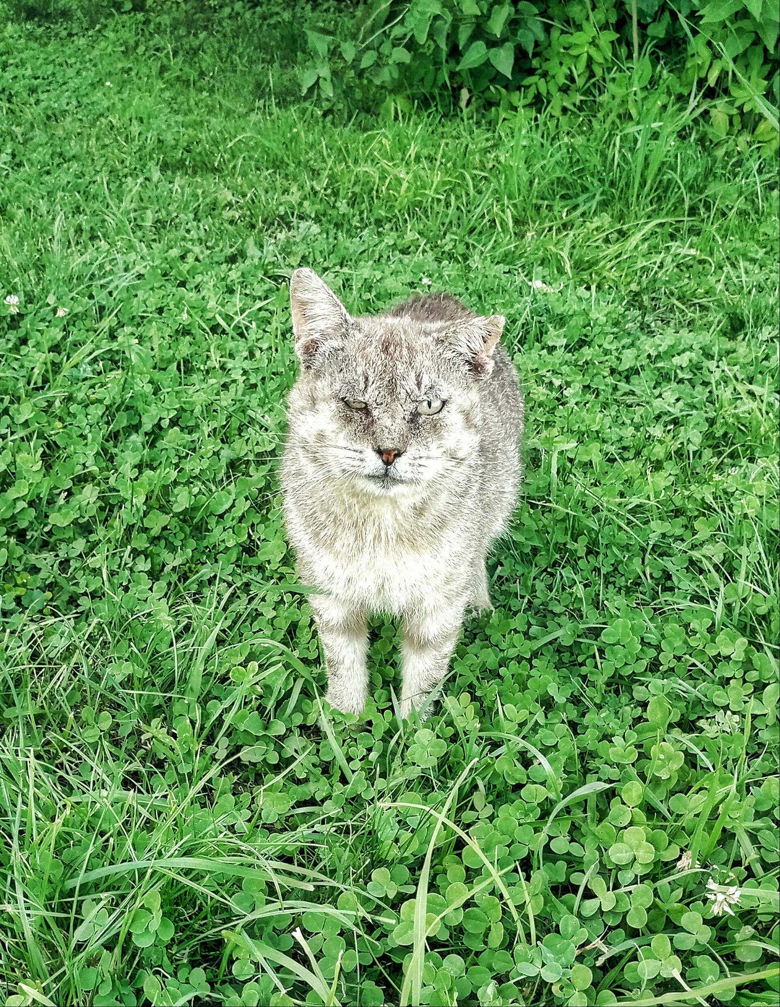 Yasnaya Polyana caretaker - My, Yasnaya Polyana, cat, Animals