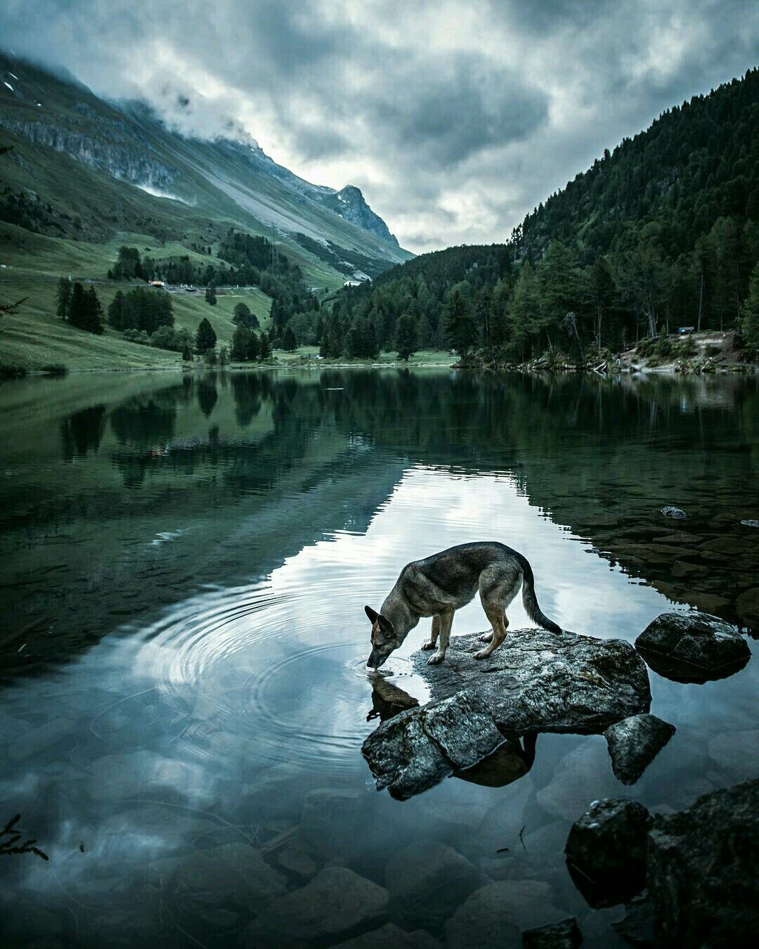 Lake - Dog, Animals, Lake, The mountains, The photo