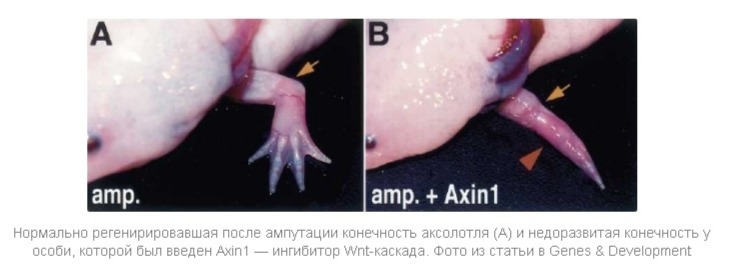 Unraveled the mechanism of limb regeneration - Biology, Regeneration, Genetics, Longpost, The science