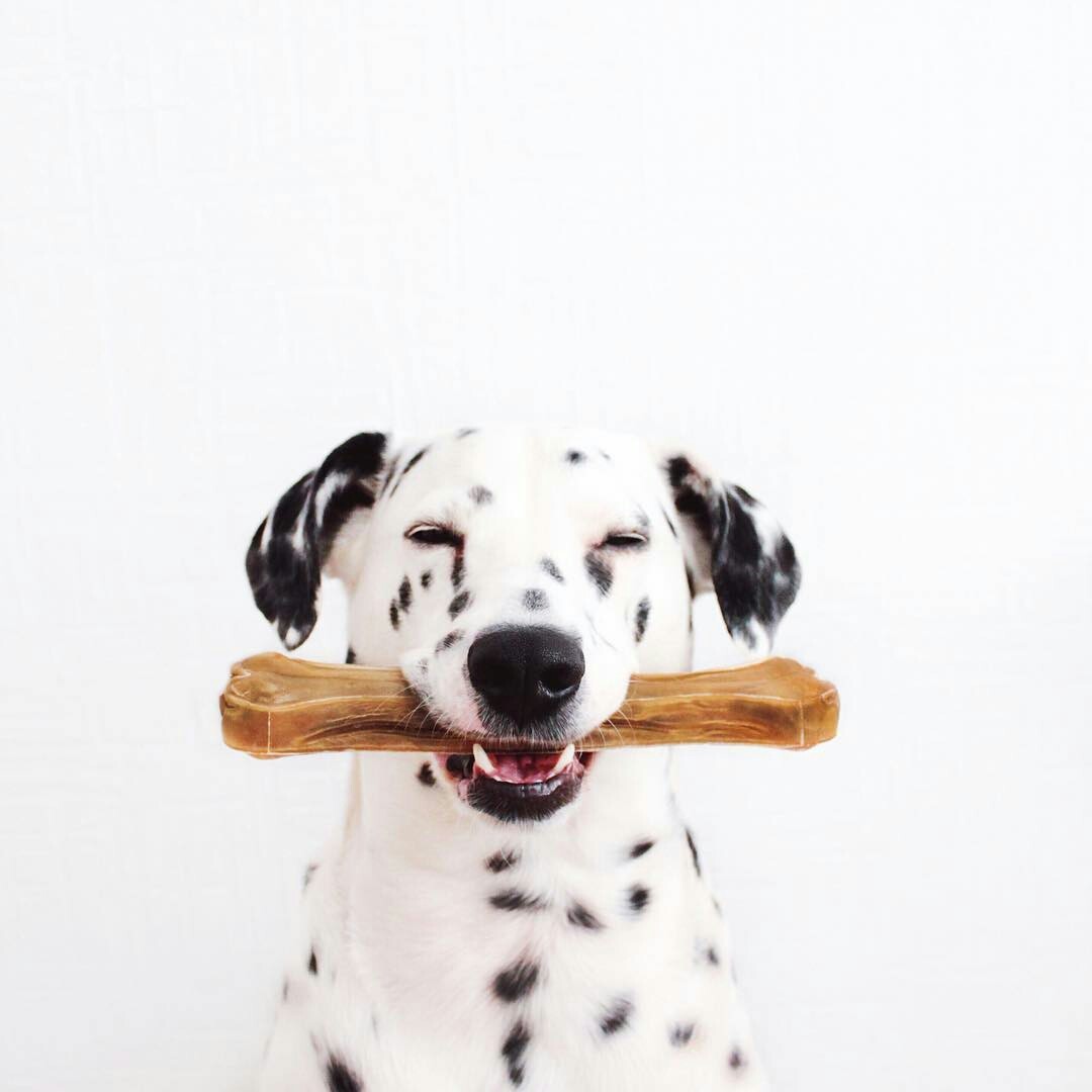 Cute photoshoot of one Dalmatian) - Dalmatian, Animals, Dog, The photo, Longpost