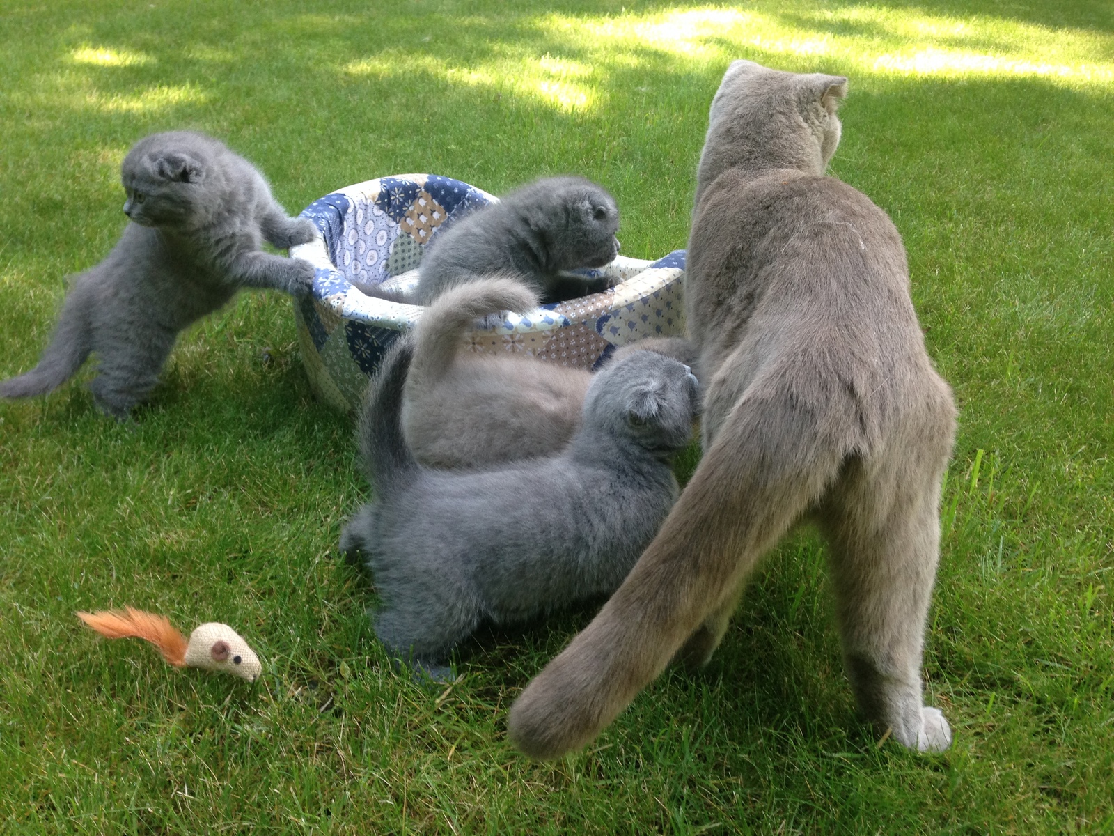 Kittens - My, Kittens, cat, Scottish lop-eared