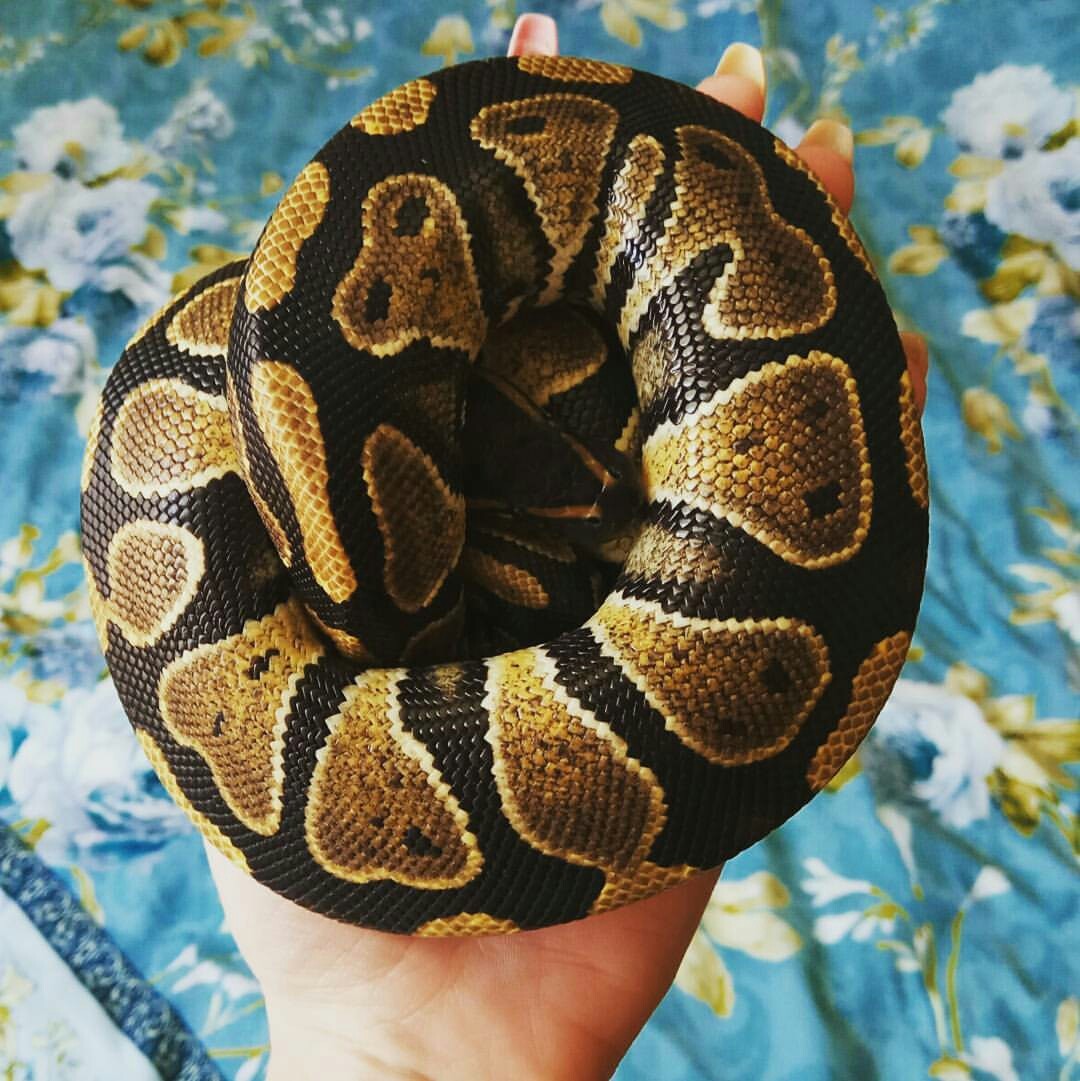 Why hammer fears into children? (Dofiga long post only for the very curious) - My, , Snake, Pet, Royal python, My darling, Many letters, Why, Video, Longpost, Pets