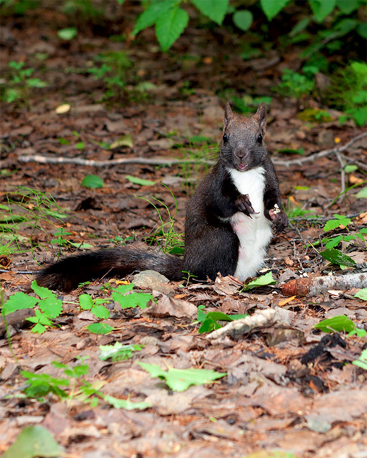 About health, great and squirrel - Sergey Kobakh, Asthma, Attack, Squirrel, Peaceful, A bike, Video, Longpost