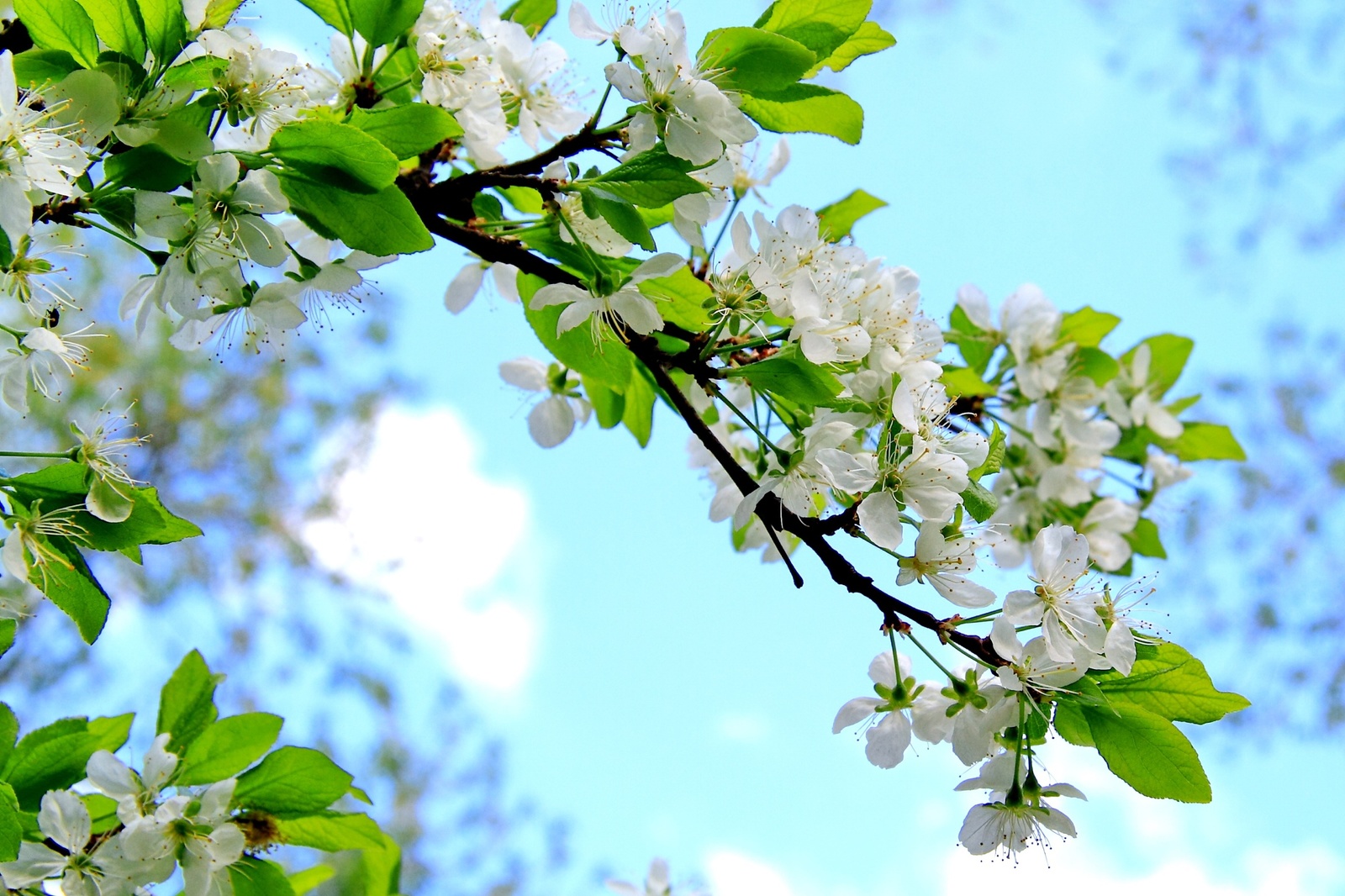 Early summer. - My, Beginning photographer, The photo, Flowers, Longpost