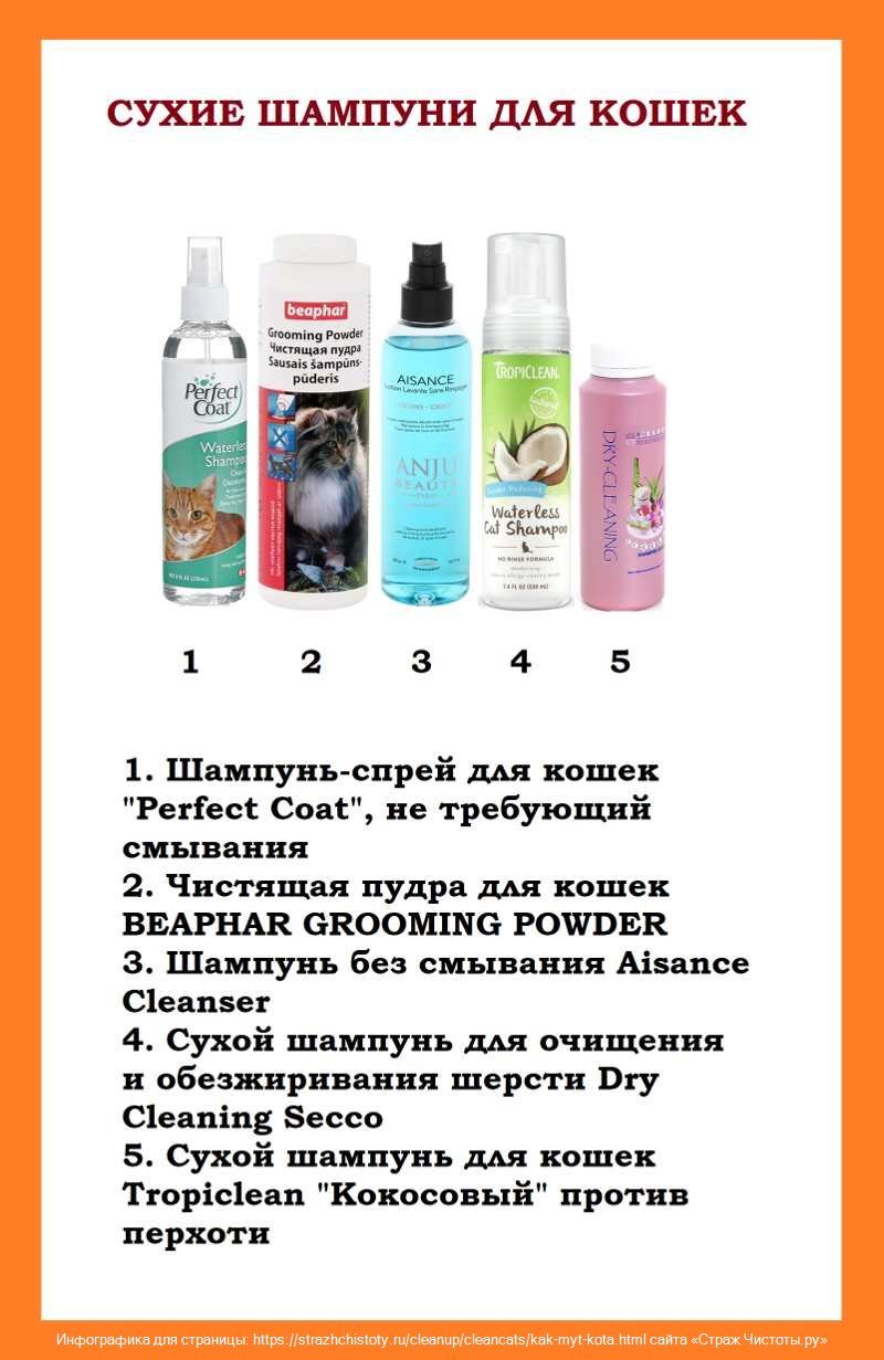 Cat hygiene, or Fragrant pet - My, cat, Sphinx, Pet, Kindness, Hygiene, Fluffy, Advice, Longpost, Pets