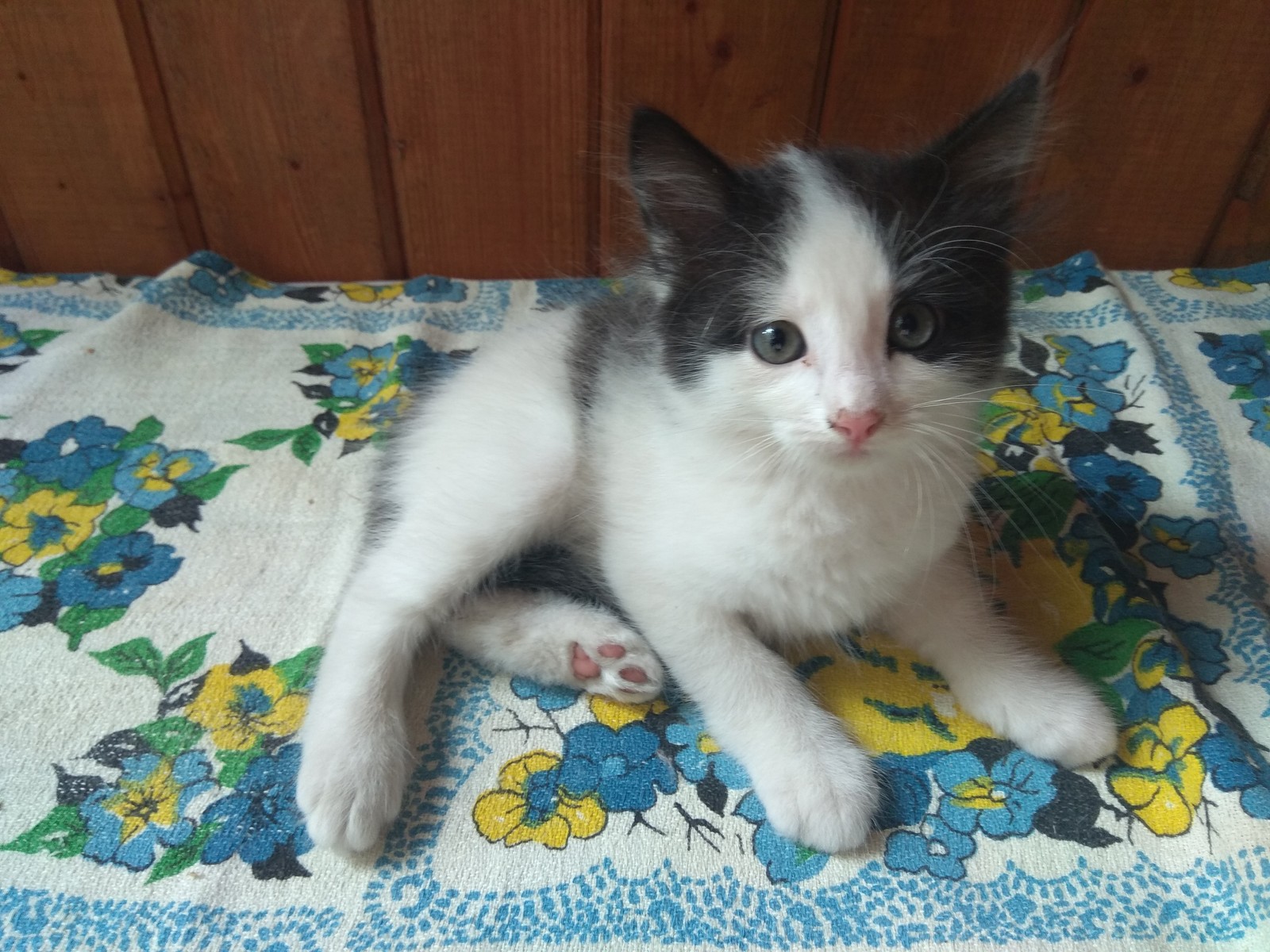 Let's give away kittens for free - Kittens, cat, I will give, Longpost, Moscow, Moscow region, Is free, In good hands, No rating