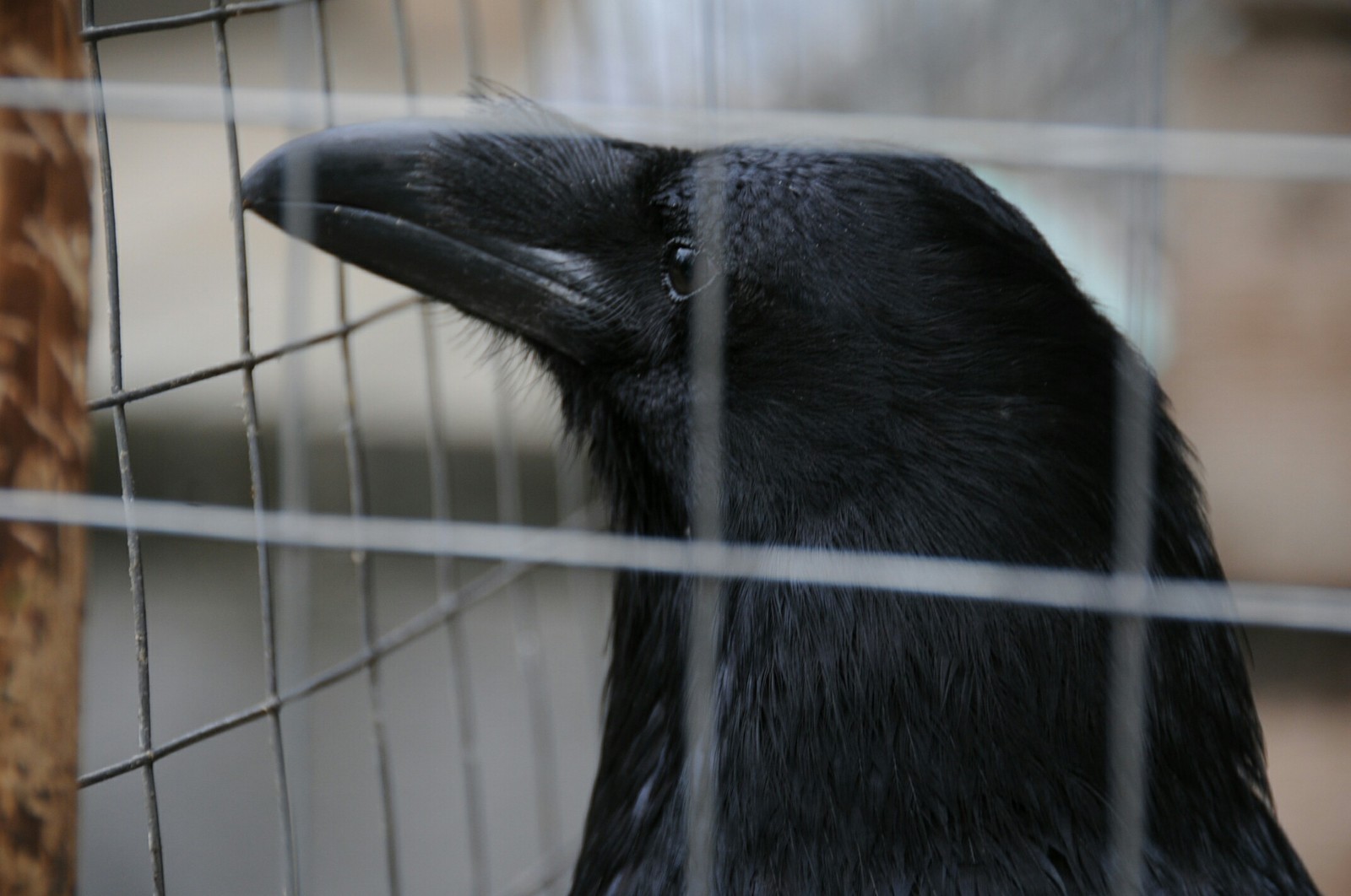 Crow - My, Crow, Animals, I want criticism, Birds, The photo