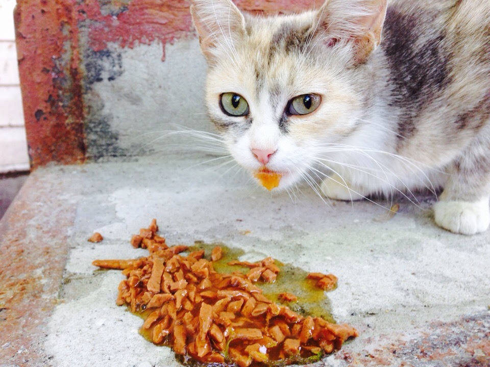 Bon Appetit :) - My, Dinner, Office, cat, The photo