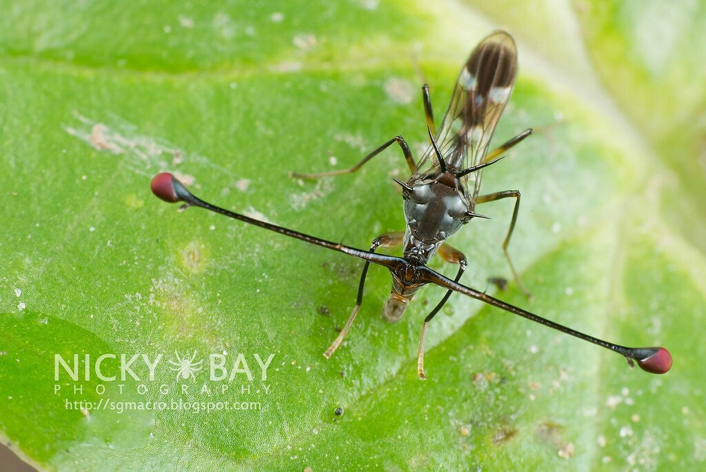 STALK EYED FLY - Zoology, Entomology, STALK EYED FLY, Longpost