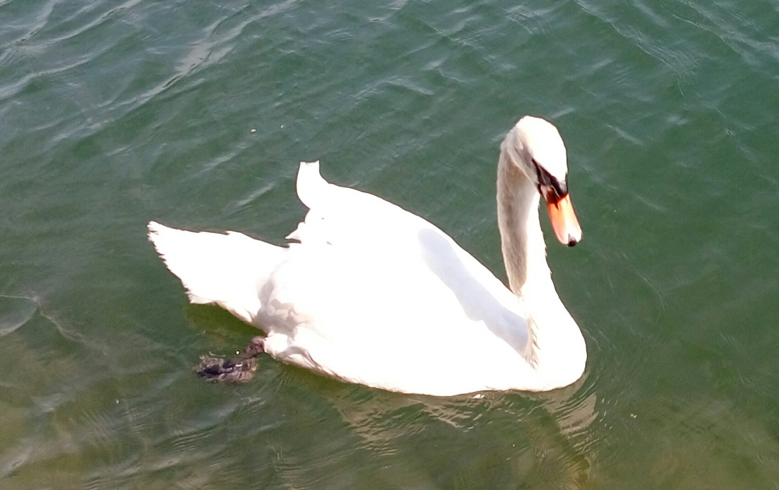 Mother swan and her children are like ugly ducklings from a fairy tale - My, Birds, Story, Swans