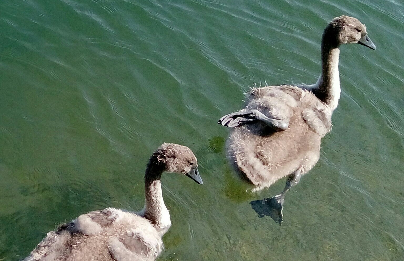 Mother swan and her children are like ugly ducklings from a fairy tale - My, Birds, Story, Swans