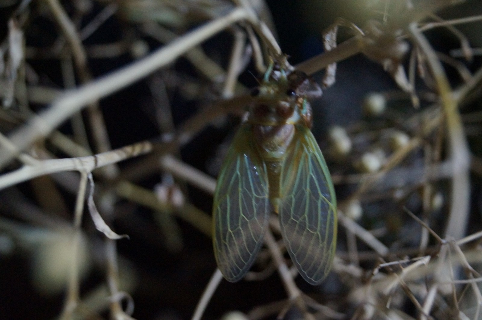 Big Utrish. Rebirth of the cicada. - My, My, The Big Utrish, Cicada, Longpost