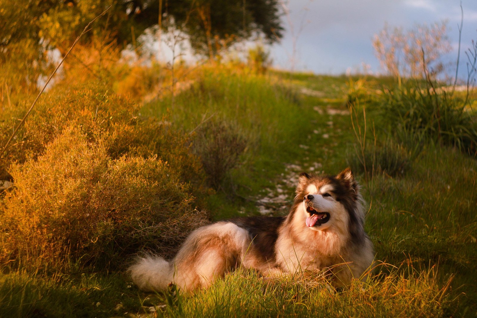 How Zolotinka flew to Cyprus. - My, Longpost, Dog, Flight, Travels, Animals, Text, The photo, Cyprus, Alaskan Malamute, Nature