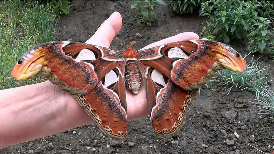 One of the most unusual calls accepted by the Warsaw police - Insects, Flowers, Police, Warsaw, Butterfly