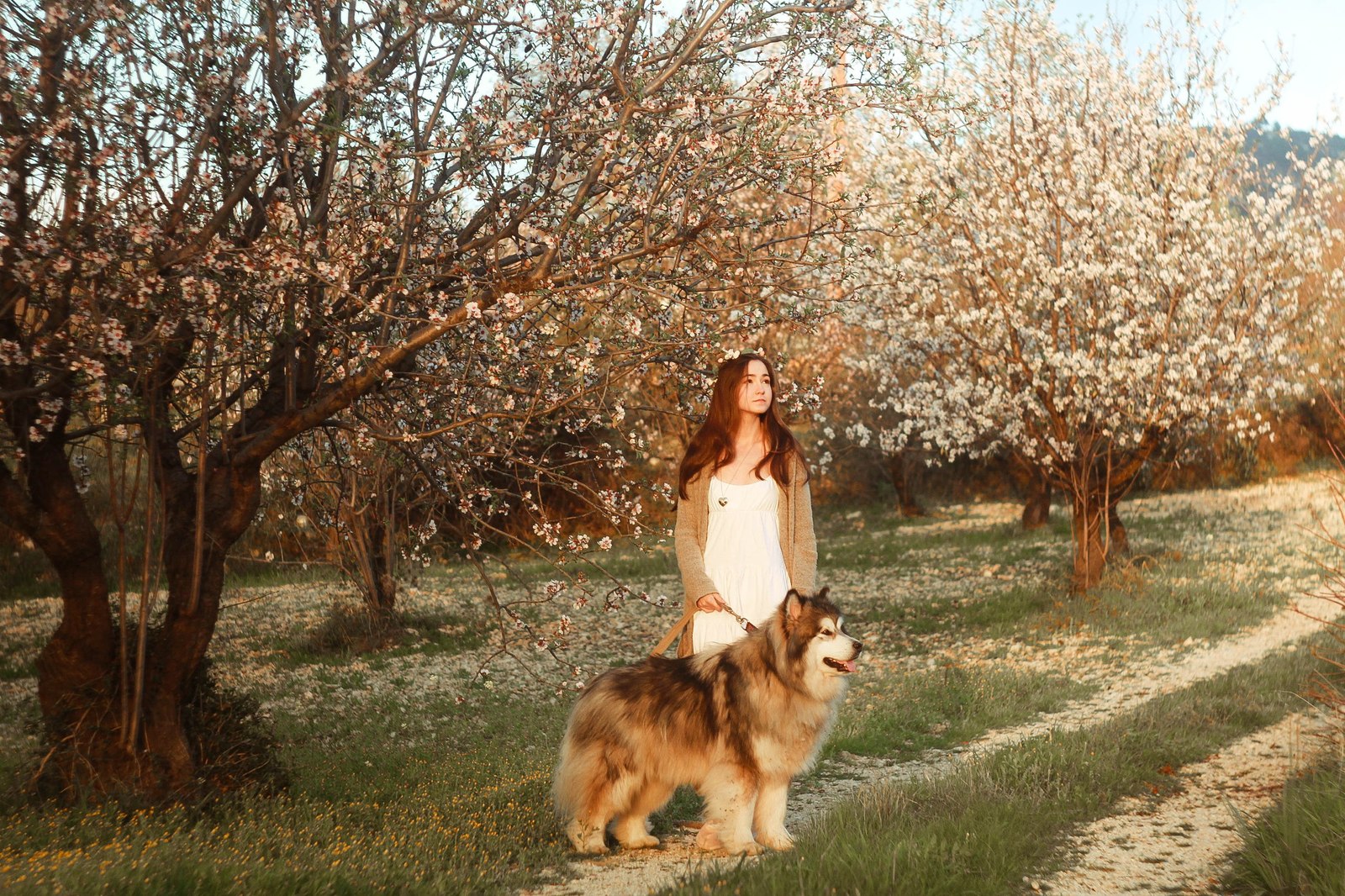 How Zolotinka flew to Cyprus. - My, Longpost, Dog, Flight, Travels, Animals, Text, The photo, Cyprus, Alaskan Malamute, Nature