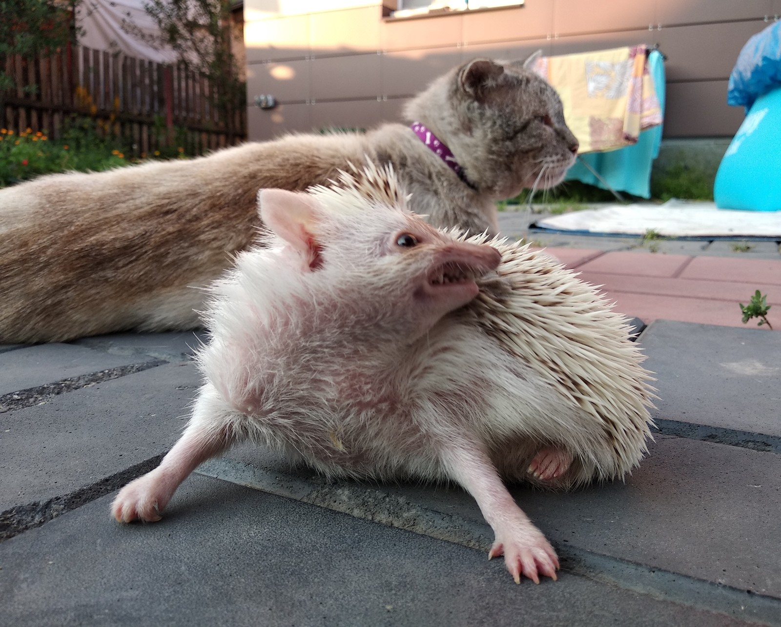 watchdog hedgehog - My, African pygmy hedgehog, Pets, Hedgehog, cat