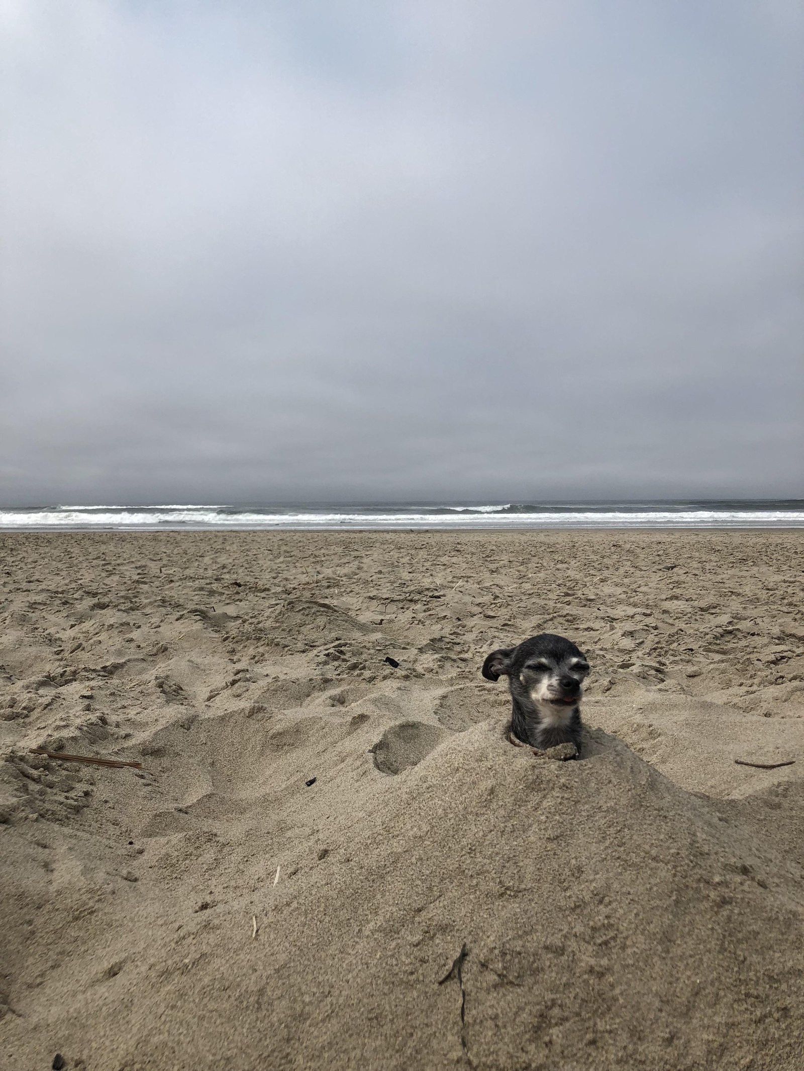 He will take revenge... - Dog, Beach, Sand, Sea, Situation