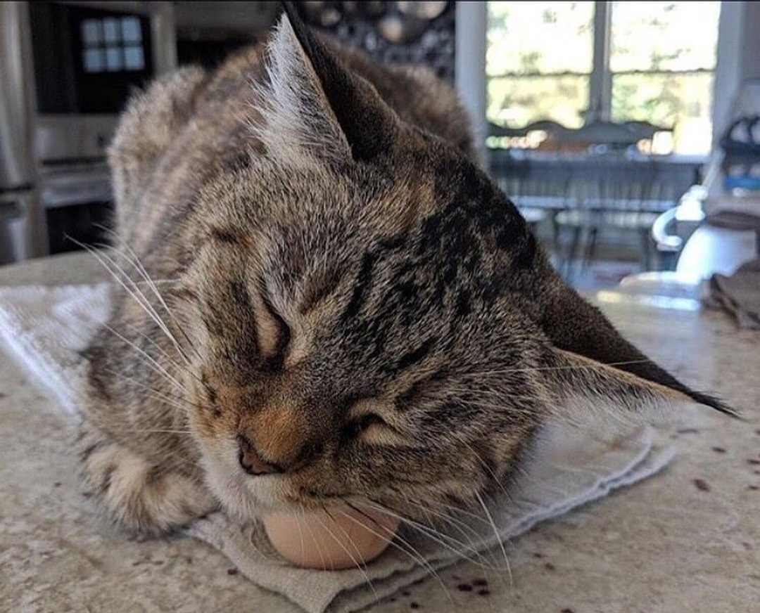 The hen laid her first testicle. The cat seems to be very happy about it! - cat, Eggs