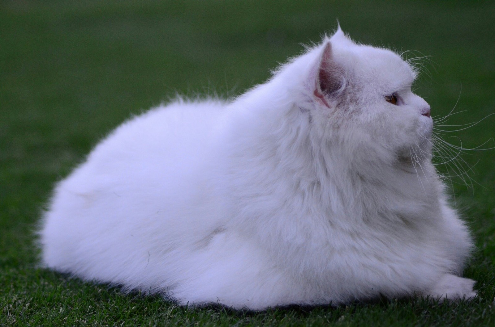 Cloud - cat, Grass, The photo