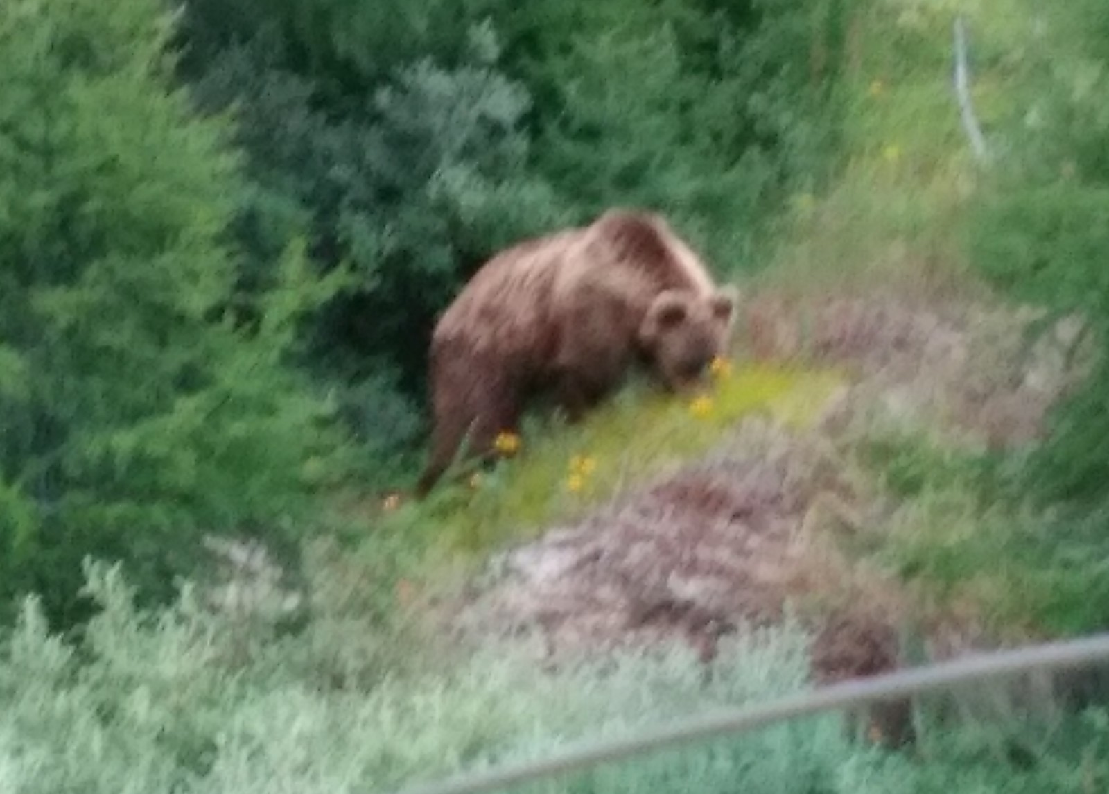 Master of the taiga - My, Kolyma, Bear, Longpost, The Bears