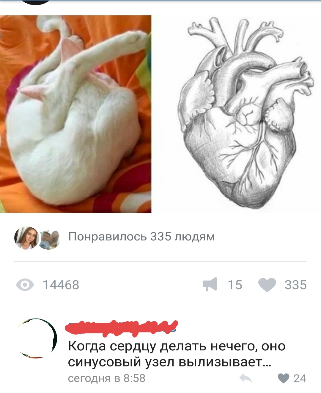 When the heart has nothing to do - cat, Heart, Comments, Humor, In contact with, Screenshot