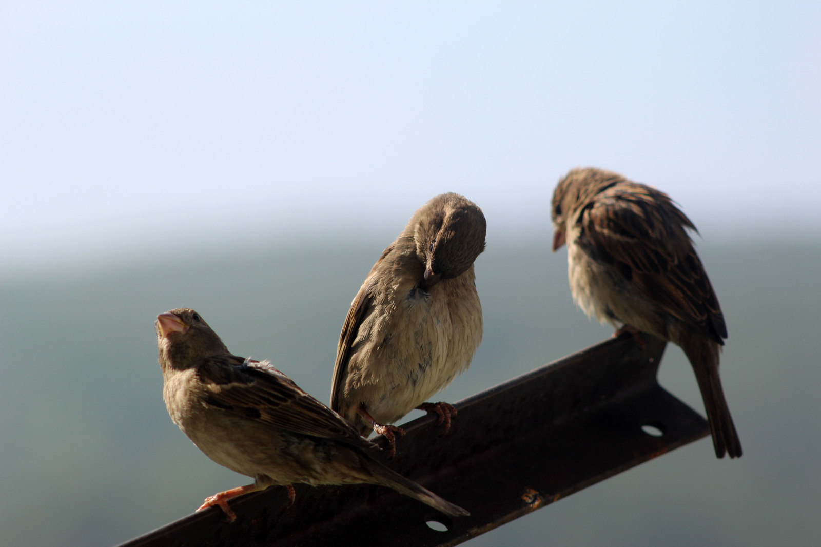 Just funny sparrows - My, Beginning photographer, Birds, Sparrow, Longpost