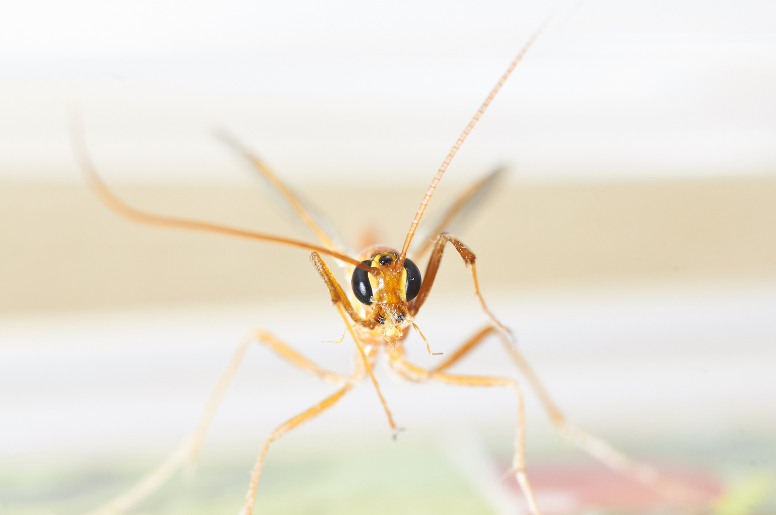 Came to visit me... - My, Insects, Macro, Macro photography, The photo, Eyes, Longpost