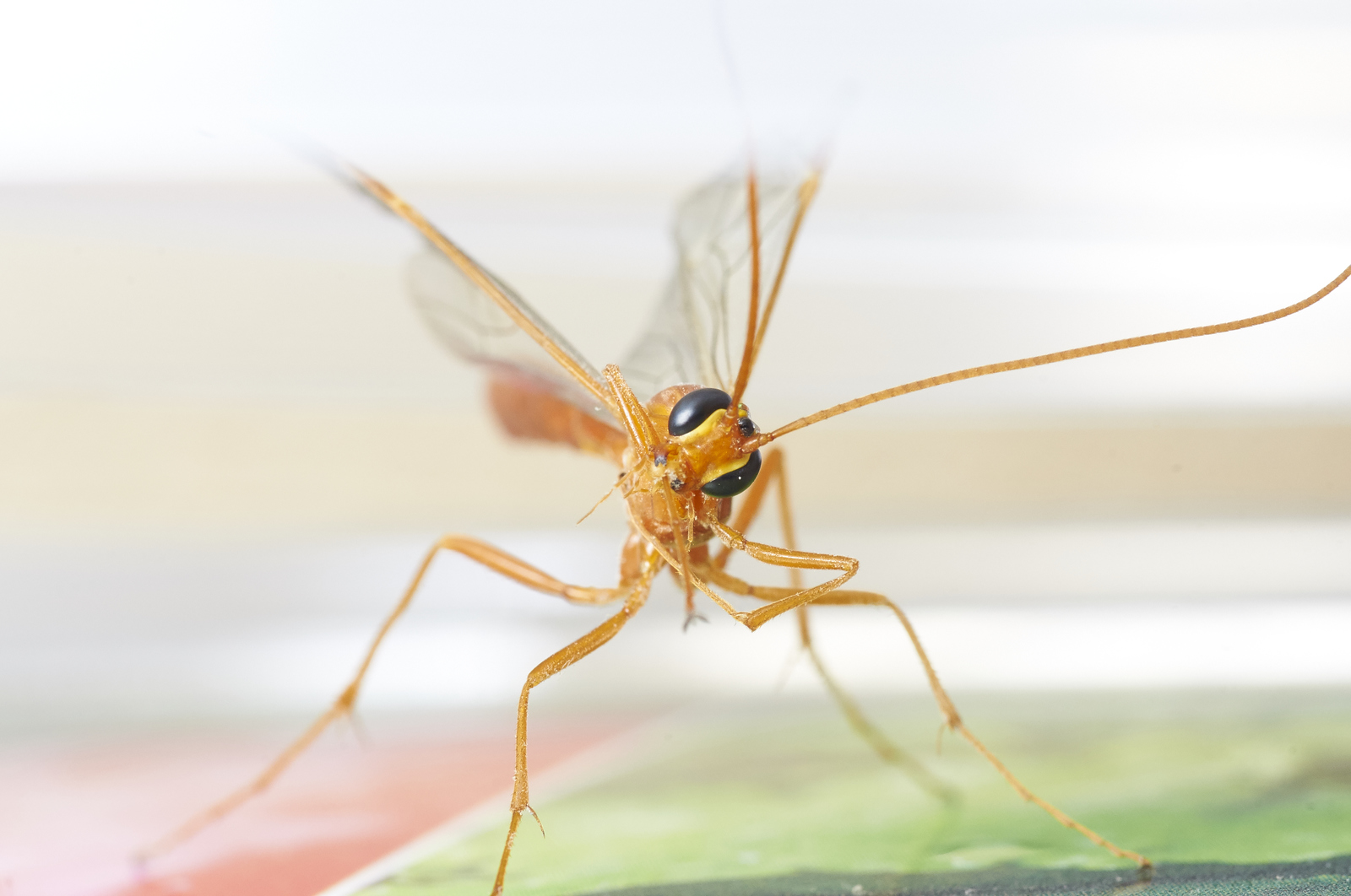 Came to visit me... - My, Insects, Macro, Macro photography, The photo, Eyes, Longpost