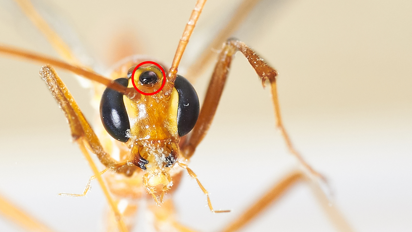 Came to visit me... - My, Insects, Macro, Macro photography, The photo, Eyes, Longpost