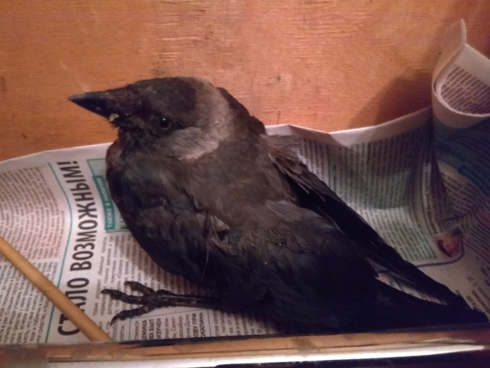 Need help. - My, Chick, Crow, Help, Longpost