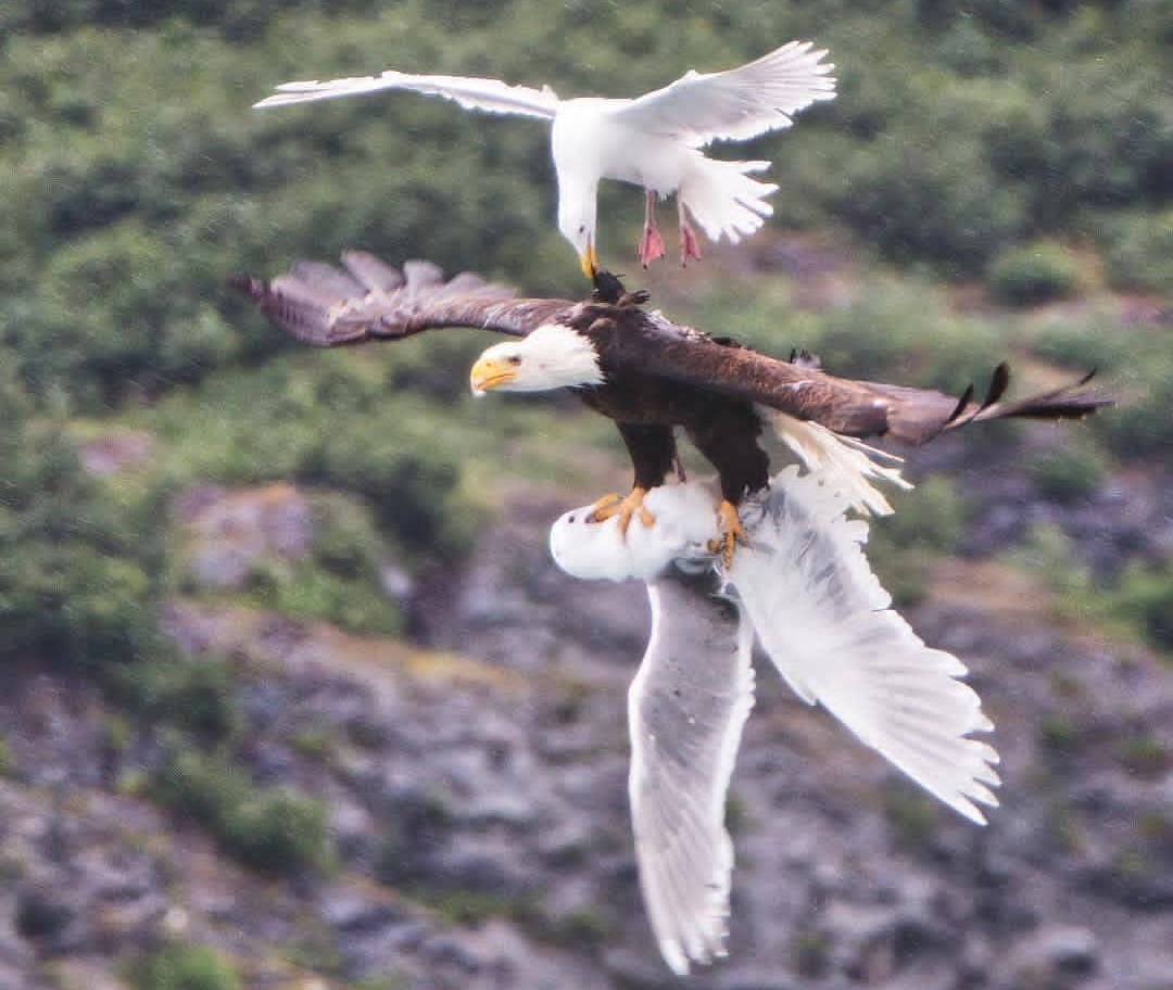 air combat - Eagle, Seagulls, The photo, Birds, Flight, Fight