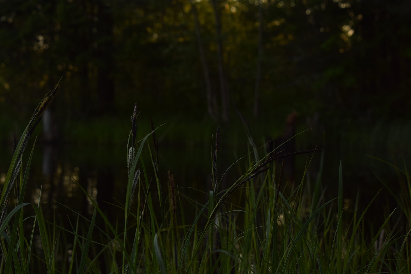 Swamp and Sunset - My, Beginning photographer, Forest, Swamp, Sunset, Grass, Longpost