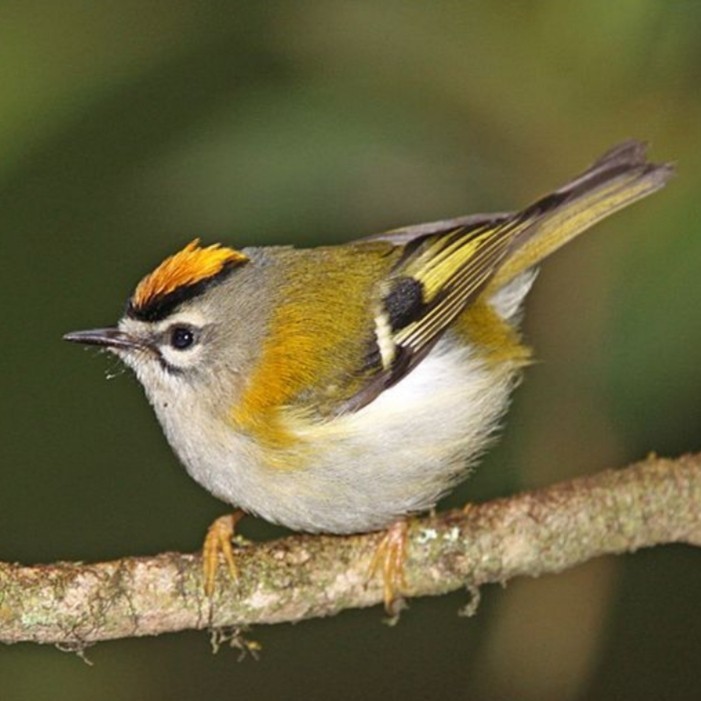 Brooch - gold-headed kinglet. Wallow. - My, Dry felting, Needlework, Creation, Handmade, Handmade, Decoration, Wallow, Longpost