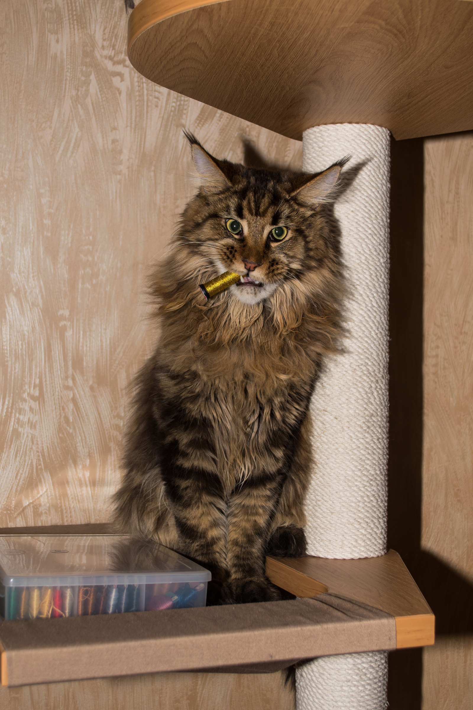 And a bit more Kunov muzzle - My, , cat, Maine Coon, The photo, Longpost