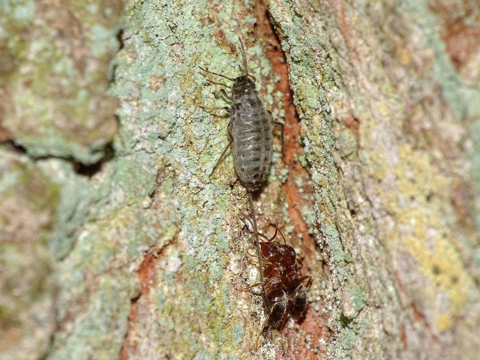 Aphid with the longest proboscis - Aphid, Insects, The science, Copy-paste, Elementy ru, Longpost