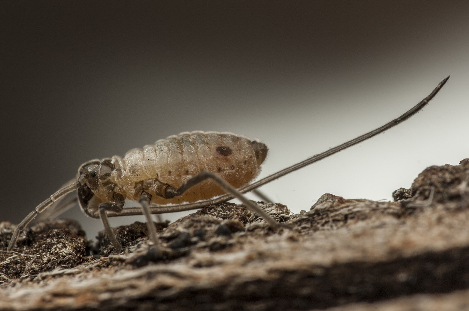 Aphid with the longest proboscis - Aphid, Insects, The science, Copy-paste, Elementy ru, Longpost