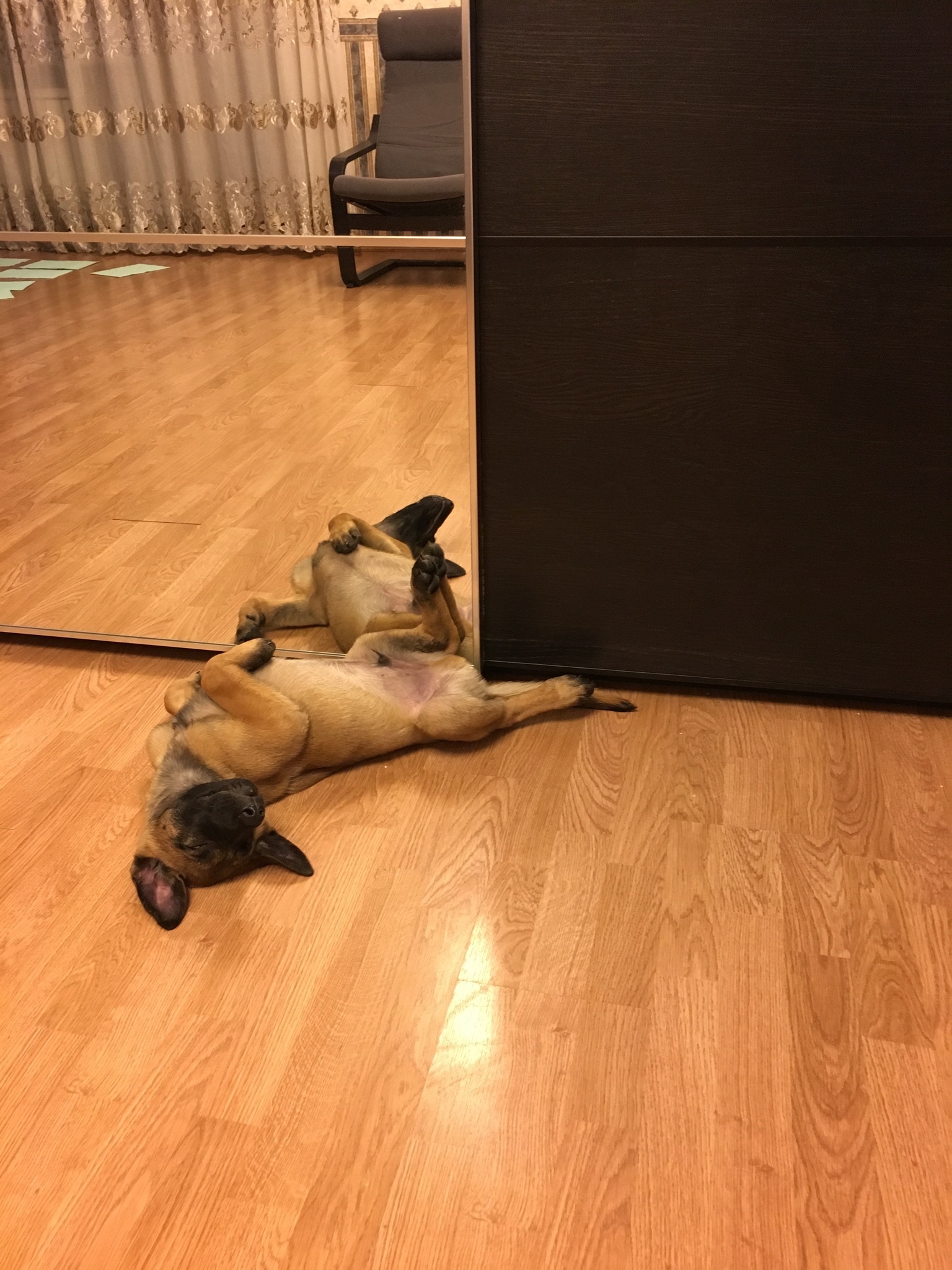 Guide How to sleep properly and soundly, volume 1. - My, Malinois, Dog, Milota, Longpost