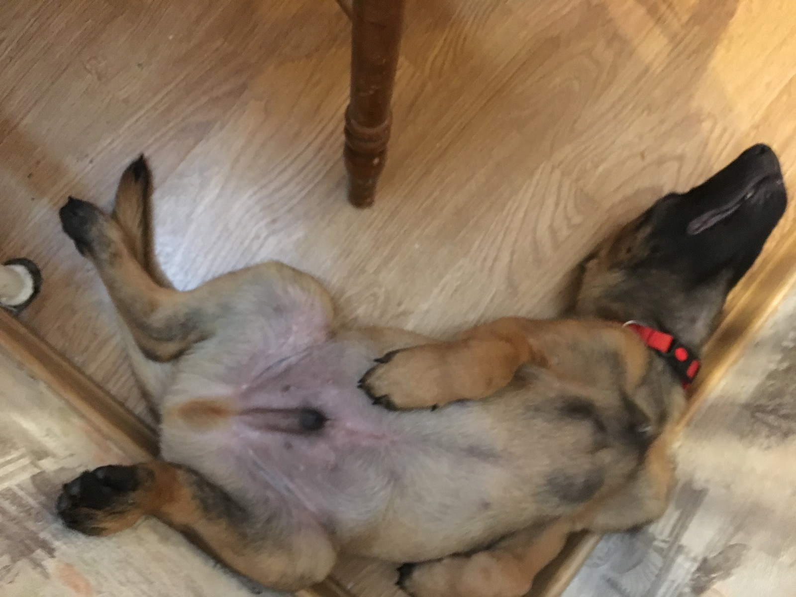 Guide How to sleep properly and soundly, volume 1. - My, Malinois, Dog, Milota, Longpost