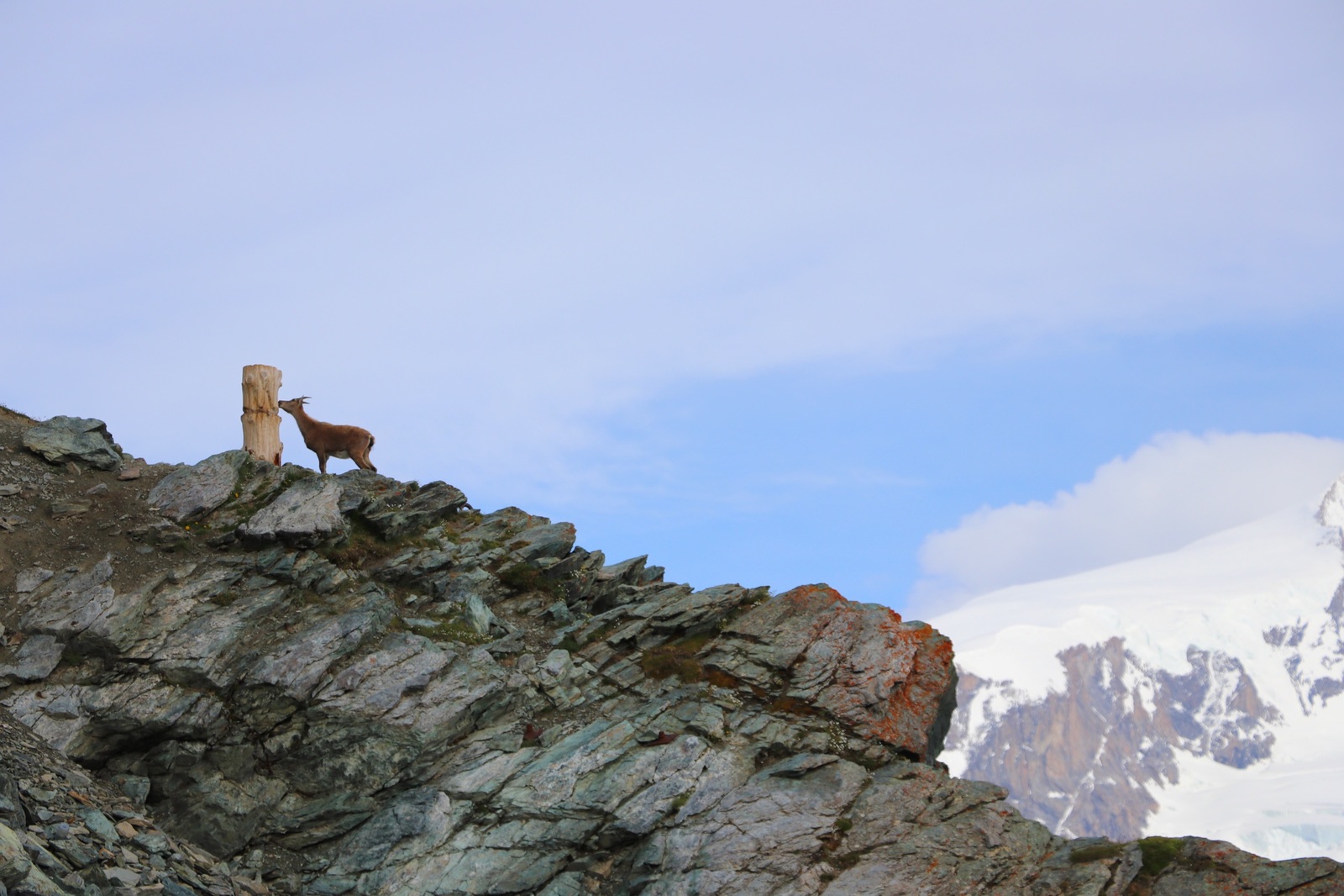 Briefly about Zermatt - My, The mountains, Switzerland, Zermatt, Nature, Hiking, Travels, Longpost, Hiking